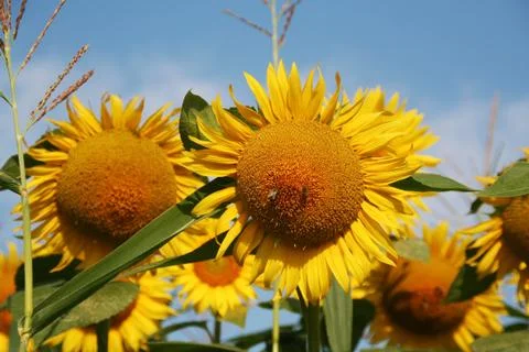 Sunflowers Stock-Fotos