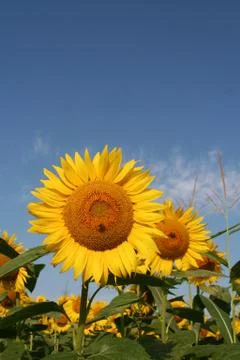 Sunflowers Stock Photos