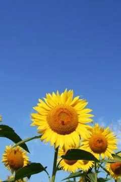 Sunflowers Stock Photos