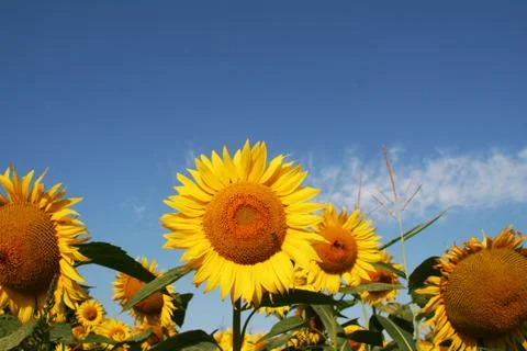 Sunflowers Stock Photos
