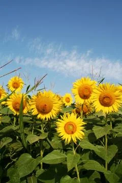 Sunflowers Stock Photos
