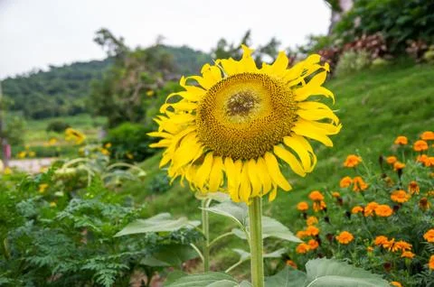Sunflowers Stock Photos