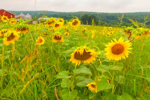 Sunflowers Stock Photos