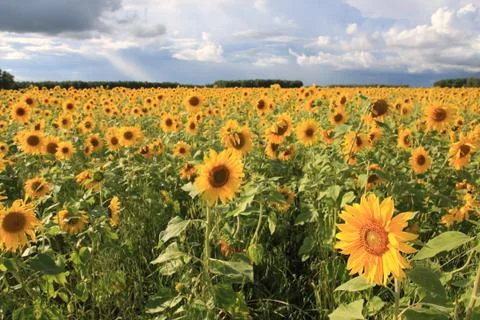 Sunflowers. Stock Photos