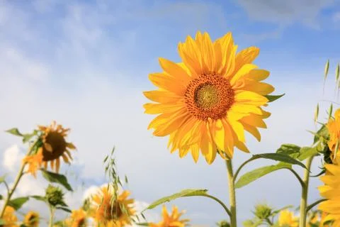 Sunflowers. Fotos Stock