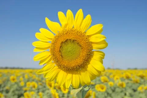 Sunflowers Stock Photos