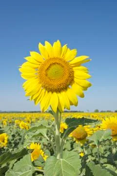 Sunflowers Stock Photos