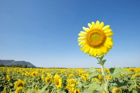 Sunflowers Stock Photos