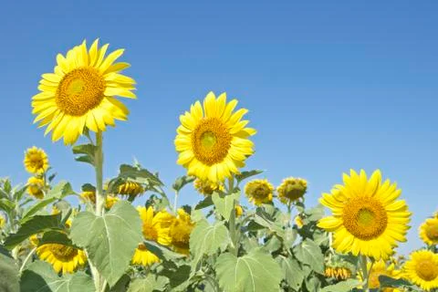 Sunflowers Stock Photos