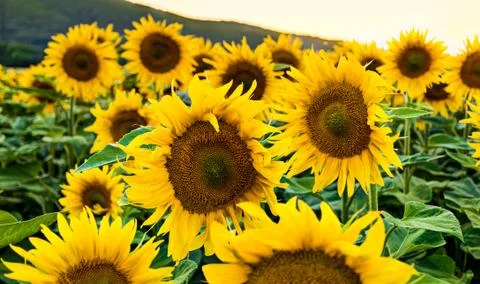 Sunflowers Foto stock