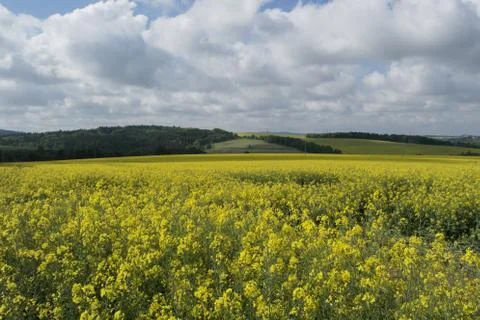Sunflowers Foto stock