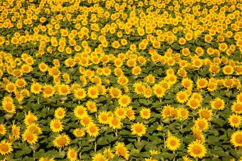 Sunflowers 库存照片