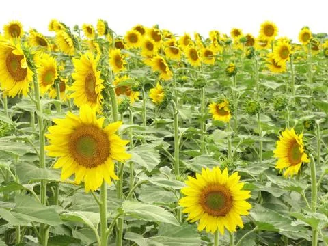 Sunflowers Stock Photos