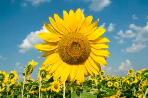 Sunflowers Stockfoto's