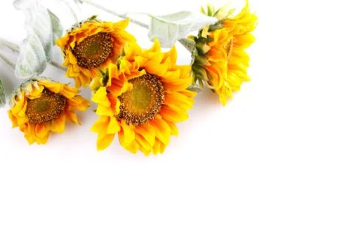 Sunflowers Stock Photos