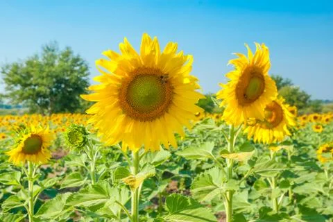 Sunflowers Stock Photos