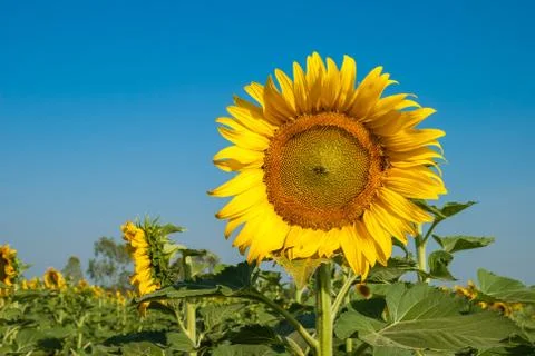 Sunflowers Stock Photos