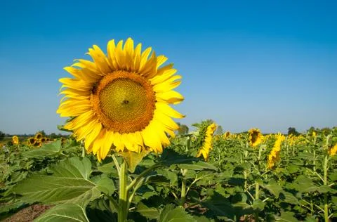 Sunflowers Stock Photos