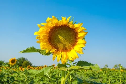 Sunflowers Stock Photos