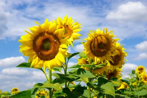 Sunflowers Stock Photos
