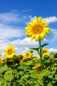 Sunflowers Stock Photos