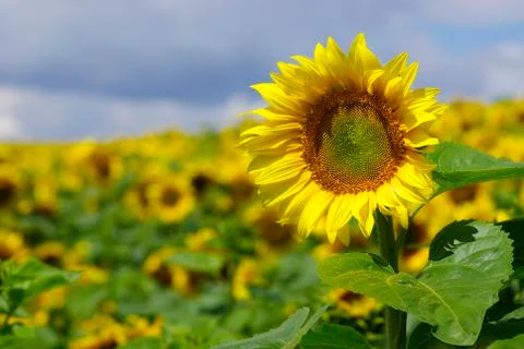 Sunflowers Stock Photos