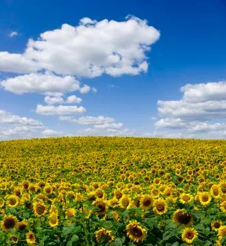 Sunflowers Stock Photos