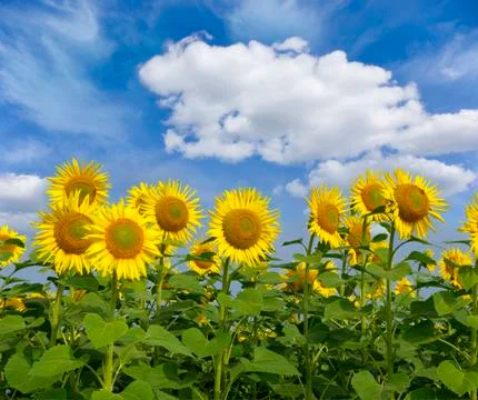 Sunflowers Stock Photos