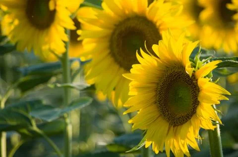 Sunflowers Stock Photos