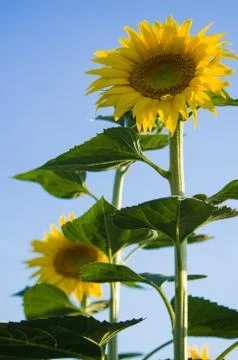 Sunflowers Stock Photos