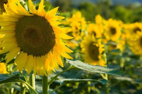 Sunflowers Stock Photos