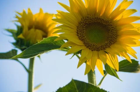 Sunflowers Stock Photos