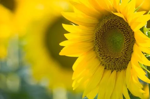 Sunflowers Foto stock