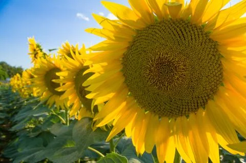 Sunflowers Foto stock