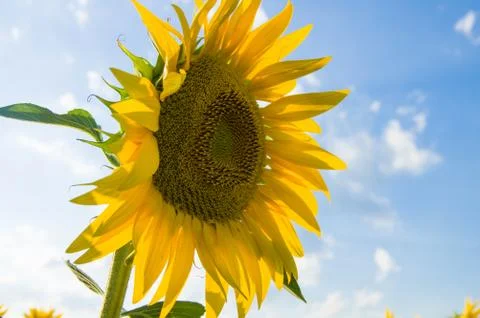 Sunflowers Stock Photos