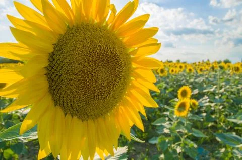 Sunflowers Stock Photos