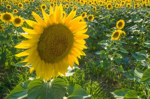 Sunflowers Stock Photos