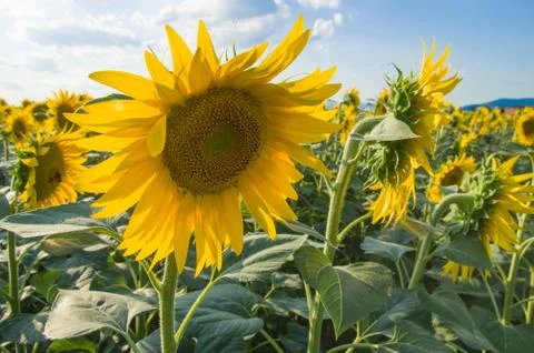 Sunflowers Foto stock