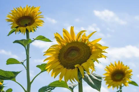 Sunflowers Stock Photos