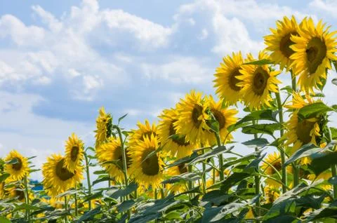 Sunflowers Foto stock