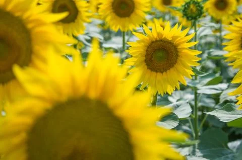 Sunflowers Stock Photos