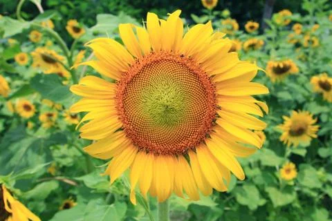 Sunflowers Stock Photos