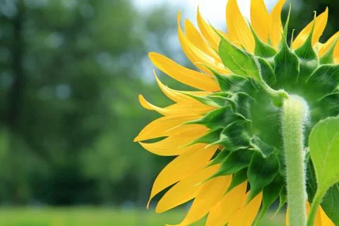 Sunflowers Foto stock