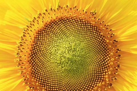 Sunflowers Stock Photos