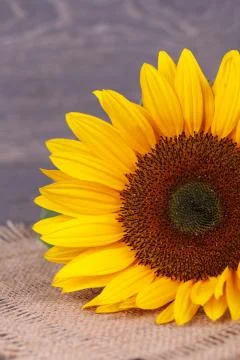 Sunflowers Foto stock