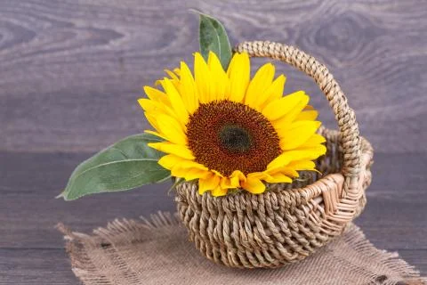 Sunflowers Foto stock