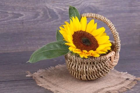 Sunflowers Foto stock