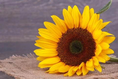 Sunflowers Foto stock