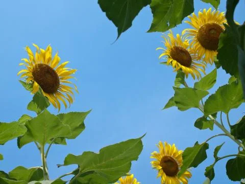 Sunflowers Stock Photos