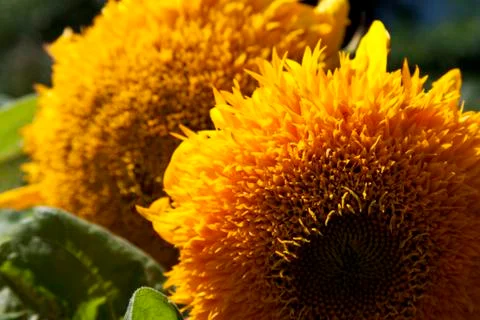 Sunflowers Stock Photos